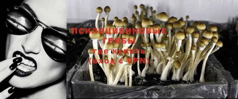 Галлюциногенные грибы Psilocybine cubensis  Слюдянка 